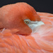 Flamingo by gaylewood