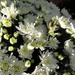 Photo bomb in my white Chrysanthemum by bruni
