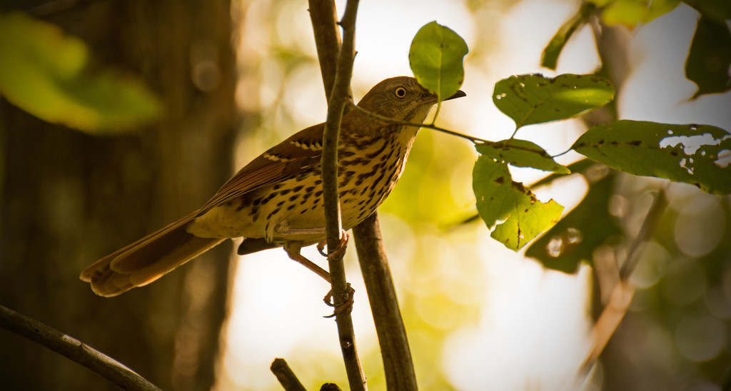 Brown Thrasher Being Bashful! by rickster549