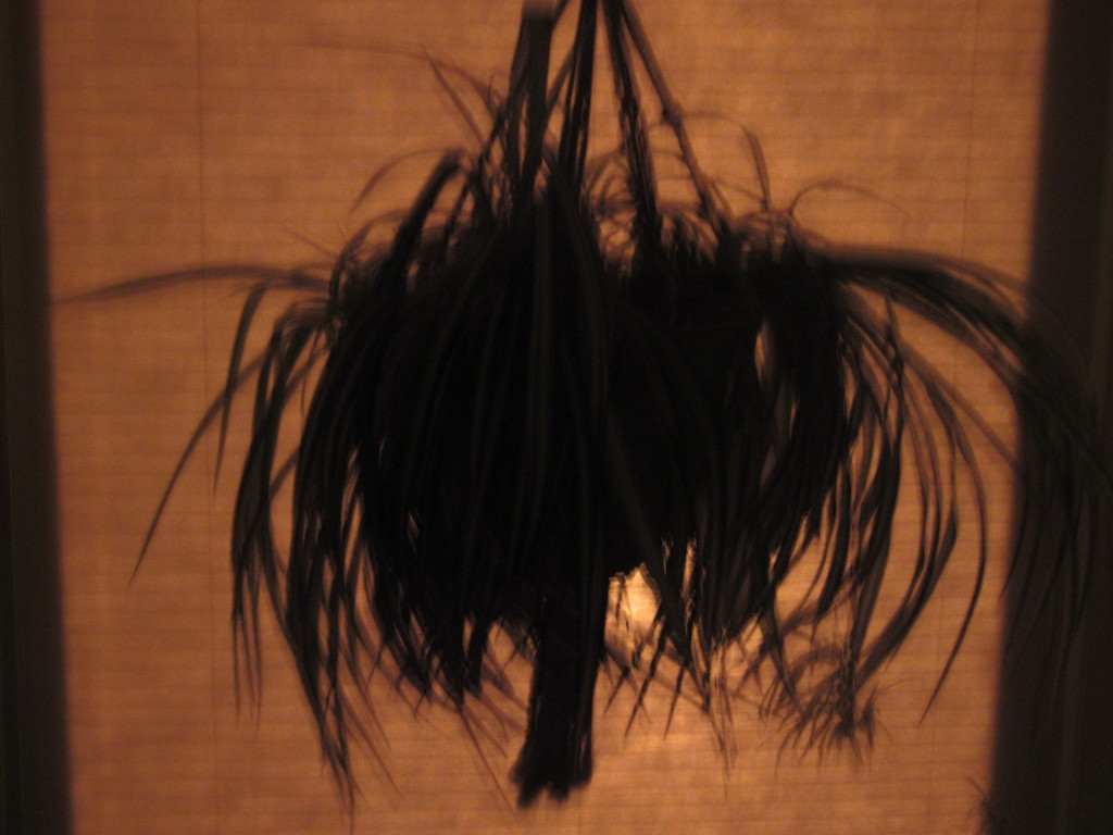 Silhouette of a Spider Plant by bruni
