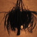 Silhouette of a Spider Plant by bruni