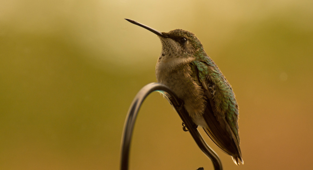 Hummingbird On Guard! by rickster549