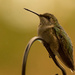 Hummingbird On Guard! by rickster549
