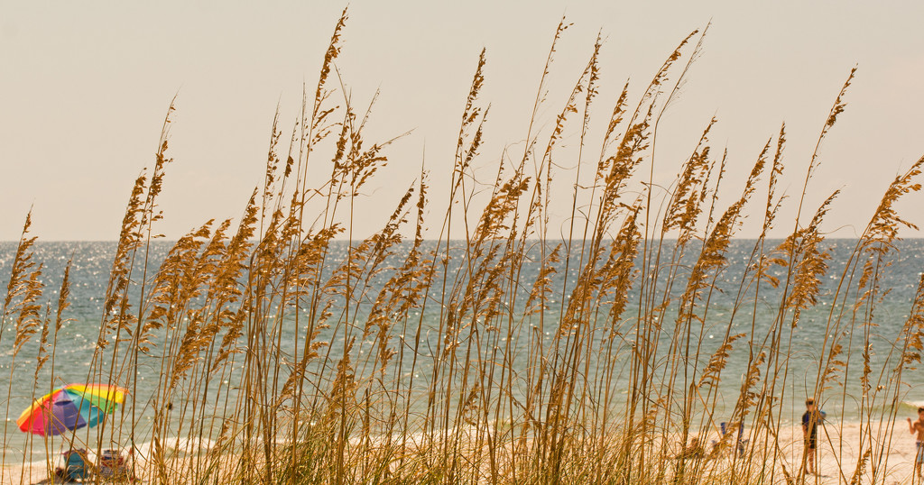 Sea Oats on the Beach! by rickster549