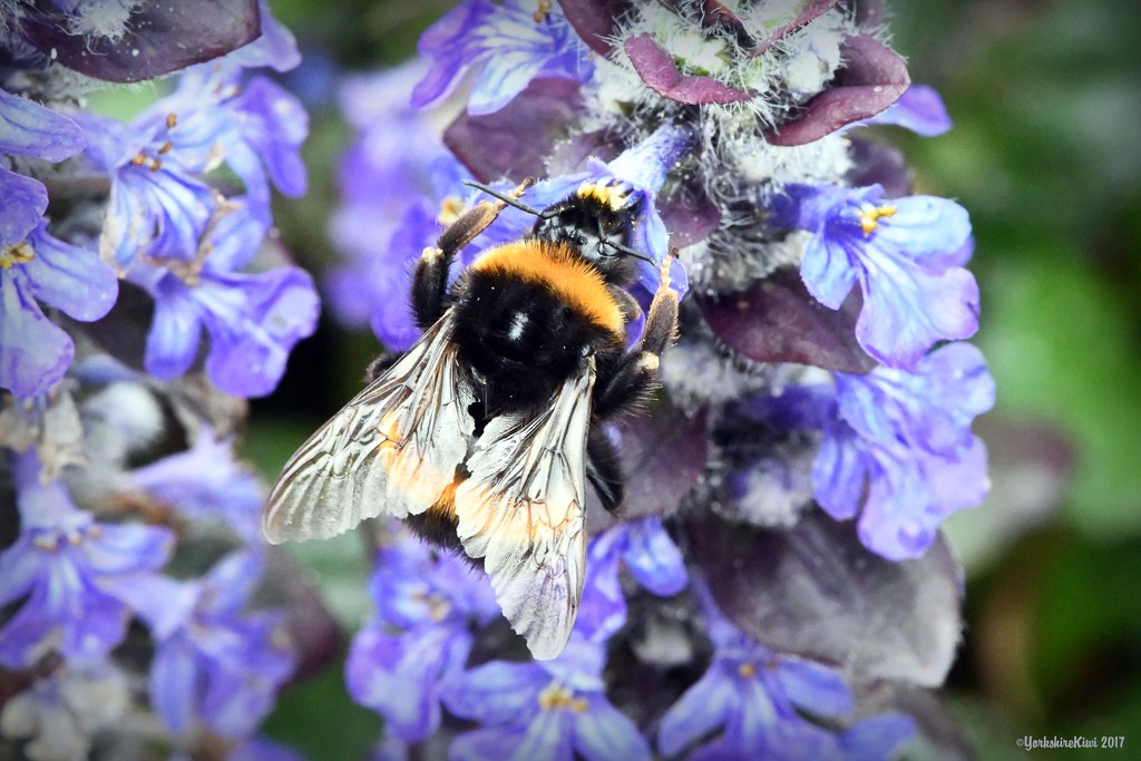 Bumble Bee by yorkshirekiwi