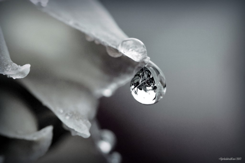 Refraction in a Raindrop by yorkshirekiwi
