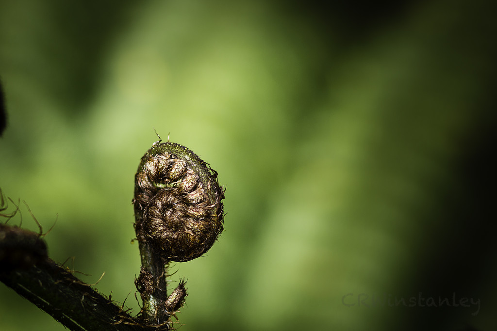 Day 270 New Growth by kipper1951