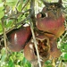 Last season's Pomegranates forgotten..... by ludwigsdiana