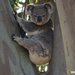 password please by koalagardens