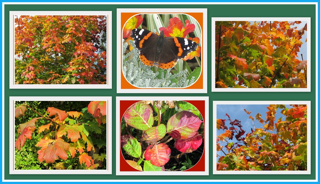 Colours of Autumn and Red Admiral. by grace55