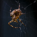 Spider In The Dark. by tonygig