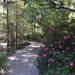 Path at Magnolia Gardens by congaree