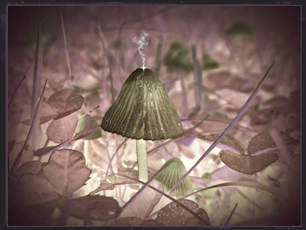 magic mushroom by jokristina