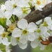 Plum blossom  by Dawn