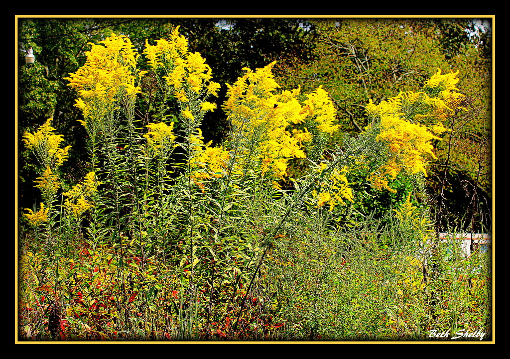 Goldenrods Along the Highway by vernabeth