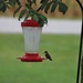 Hummingbird by bjchipman