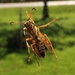 Wasp On The Window by bjchipman