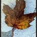 Day 14:  The Fall Of Freddie The Leaf by sheilalorson