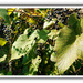 Our Vines Have Tender Grapes by allie912