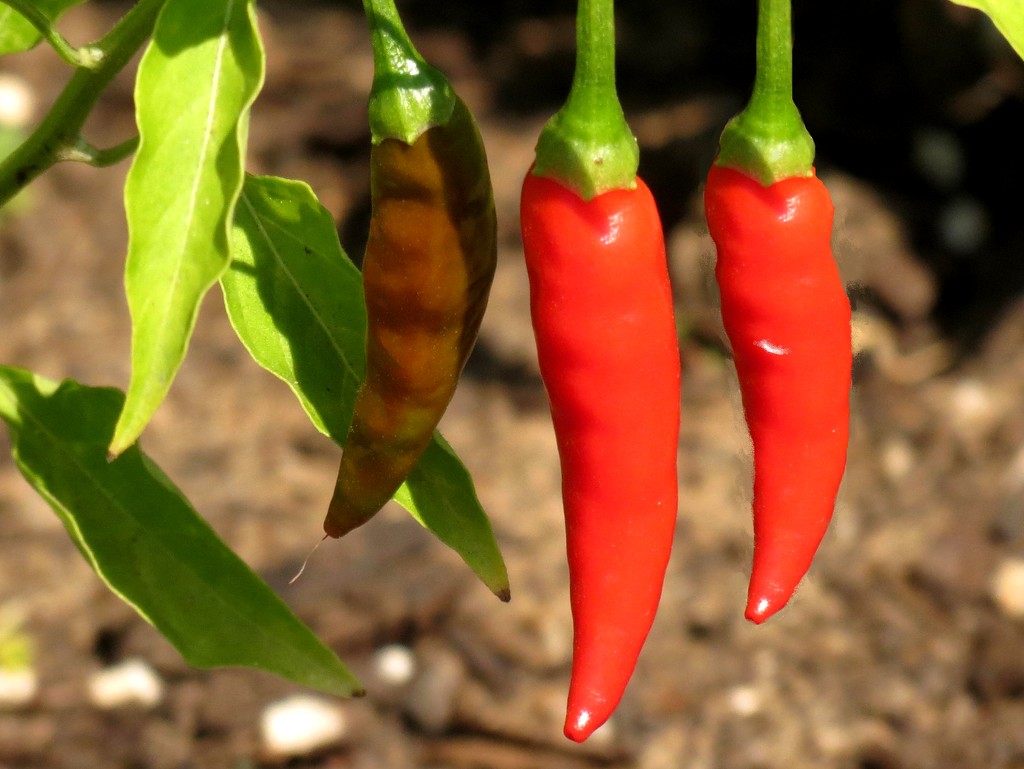The Three Amigos - Red Hot Peppers by grammyn