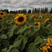 Sunflower field by radiogirl