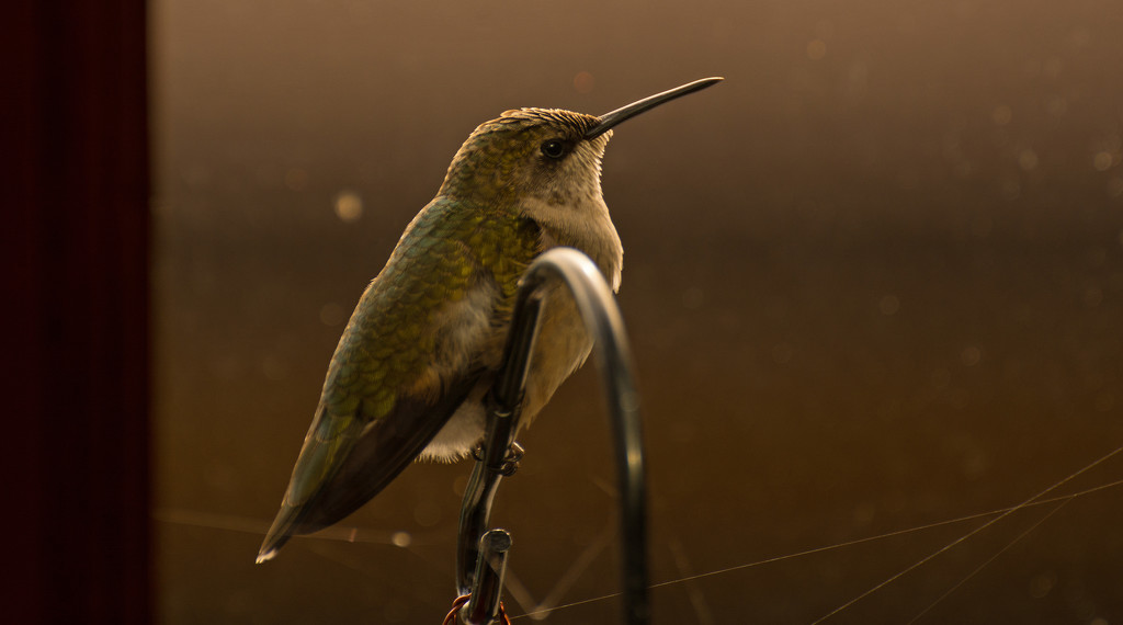 Hummingbird on Watch! by rickster549
