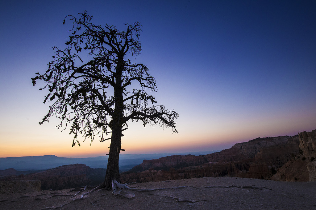 Bryce Sunrise Tree by pdulis