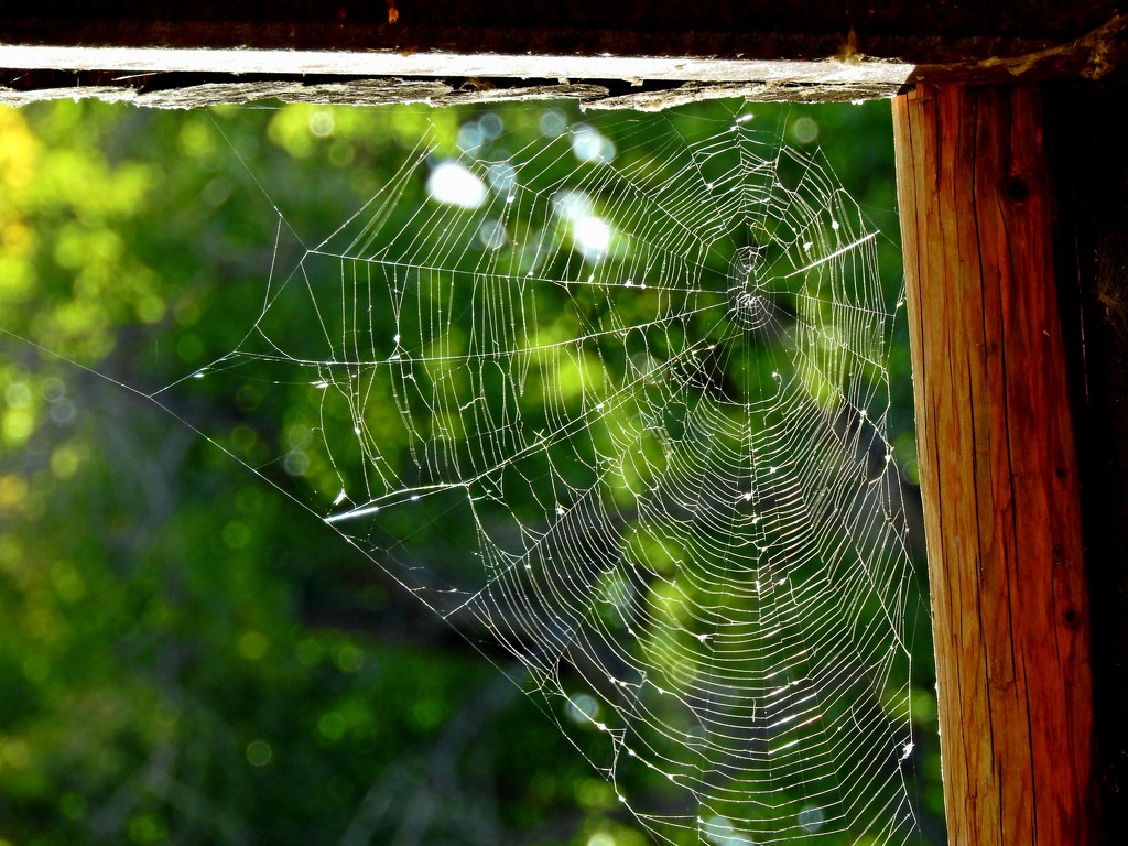 Webs by janeandcharlie