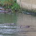 Fishing Otters by 30pics4jackiesdiamond