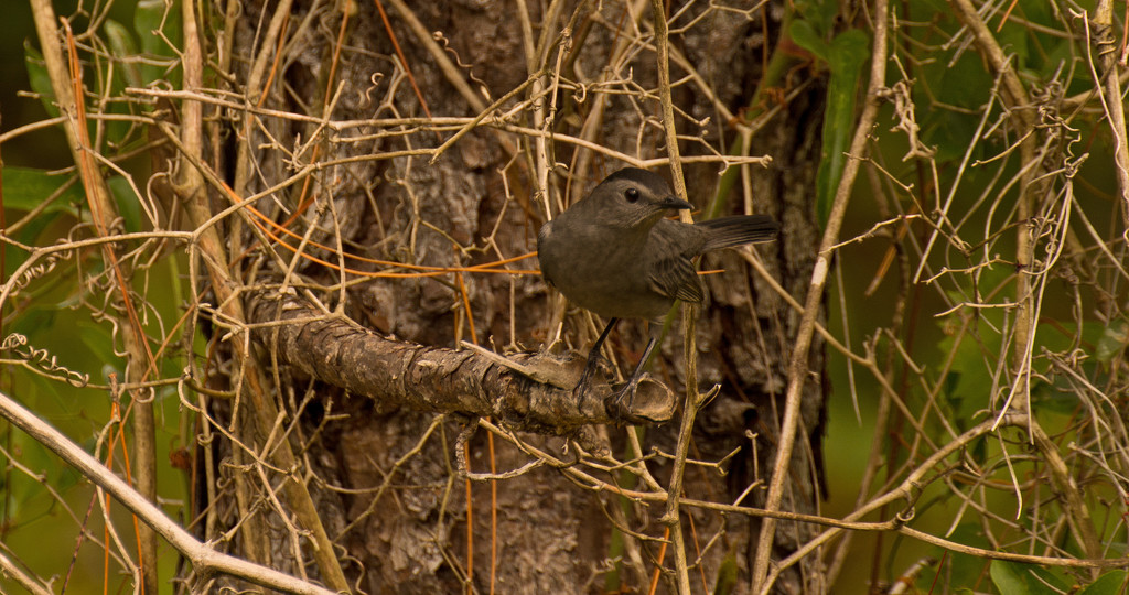 Catbird in the Twigs! by rickster549