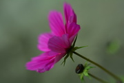 30th Sep 2017 - Cosmos with bud......