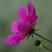 Cosmos with bud...... by ziggy77
