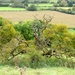 Smothered Hawthorn by julienne1