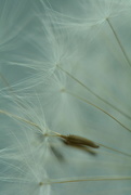 29th Sep 2017 - Dandelion seeds....