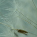 Dandelion seeds.... by ziggy77