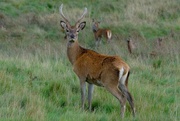 30th Sep 2017 - YOUNG BUCK