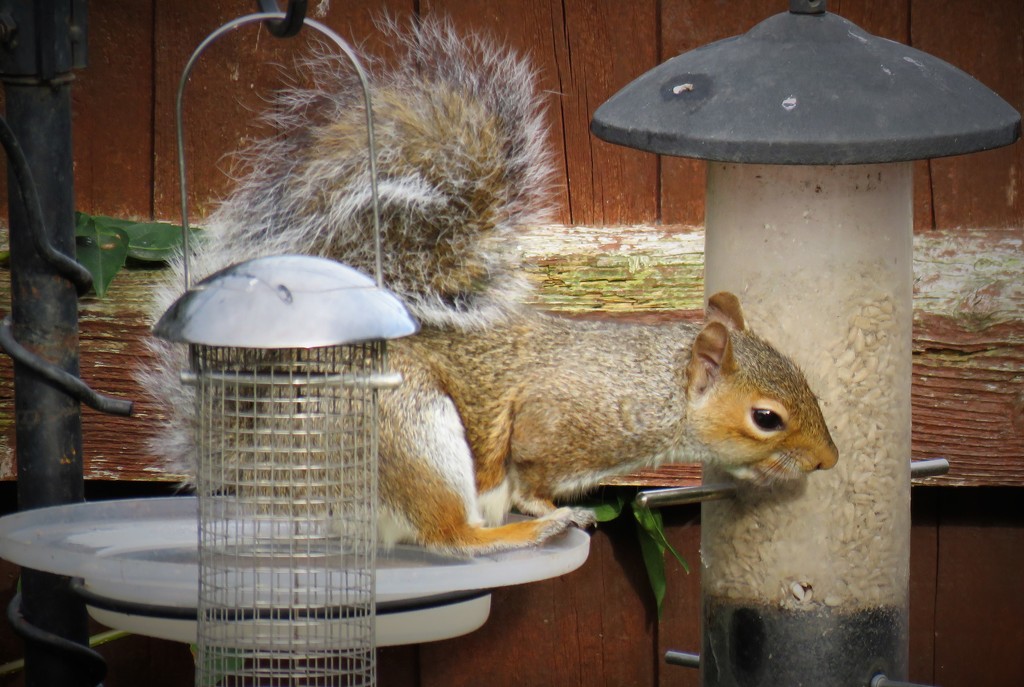 Pesky Squirrel by phil_sandford