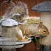 Pesky Squirrel by phil_sandford