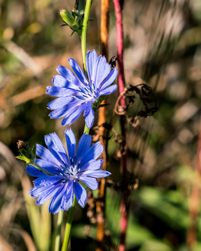 Chicory and Shadows by rminer