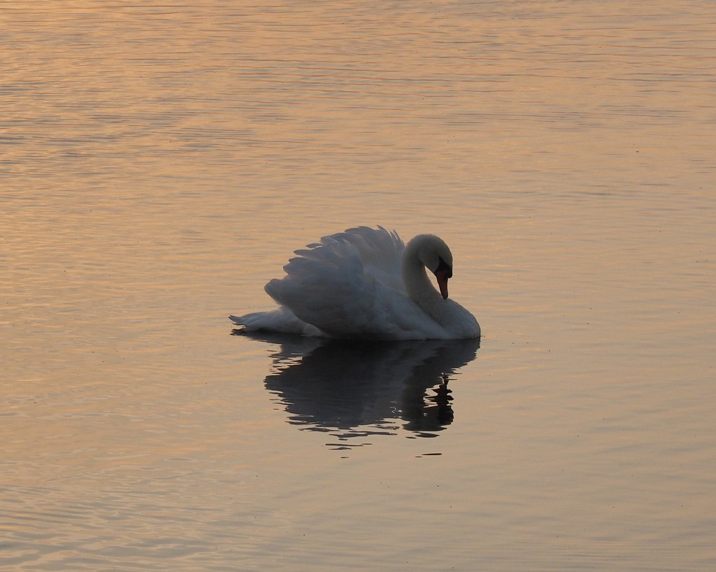 Morning Swan by selkie