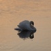 Morning Swan by selkie