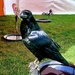 Loki the raven by boxplayer