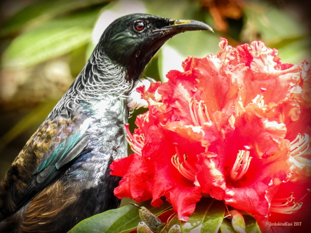 Tui in the Rhododendron by yorkshirekiwi