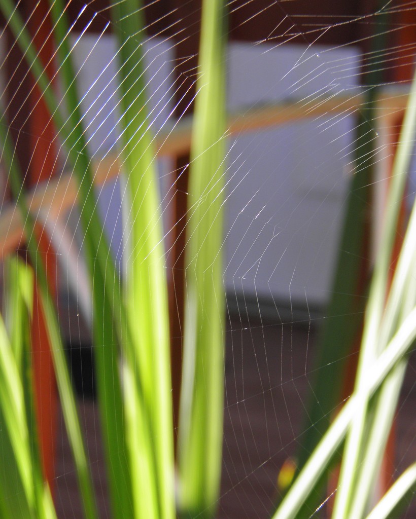 Web and Lines by daisymiller