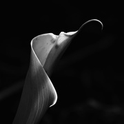 26th Sep 2017 - Lily curves BW