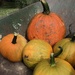 More Pumpkins by beckyk365