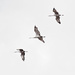 Sand Hill Cranes and High Key by 365karly1