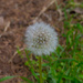 September Theme - Spring Flowers by gigiflower