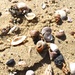 Shells by kjarn