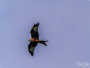 1st Oct 2017 - Red Kite